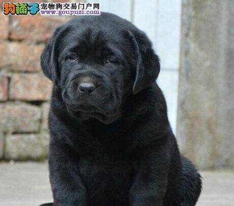 拉布拉多犬身上有很多跳蚤如何是好