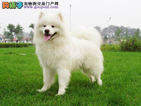 健康饮水至关重要 萨摩耶喝水有哪些讲究