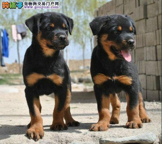 罗威纳犬不停的流口水是怎么了