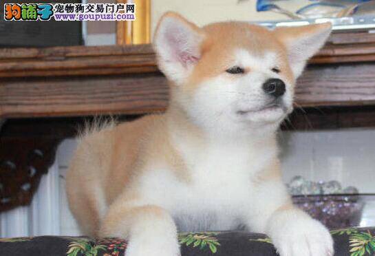 怎样掌握训练秋田犬的基本要点