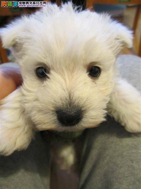 如何正确而合理的提高西高地的免疫力