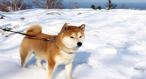 秋田犬看似普通，实则有许多你不知道的优点