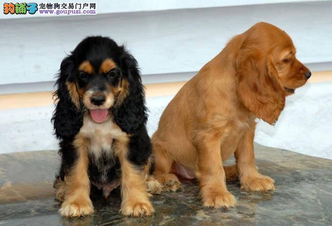 我家可卡犬眼睛总有眼屎如何清理最好