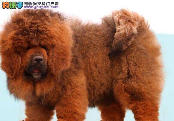 藏獒犬瘟热康复一个月后能洗澡吗