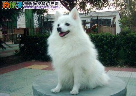 十个方面教你正确区分银狐犬与萨摩耶之间的不同