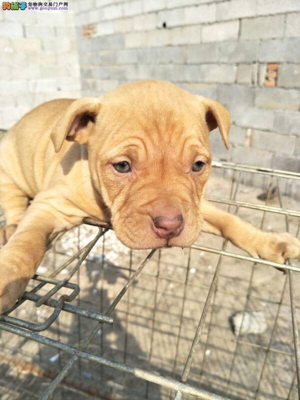 比特犬后背肿了起来，没事吧