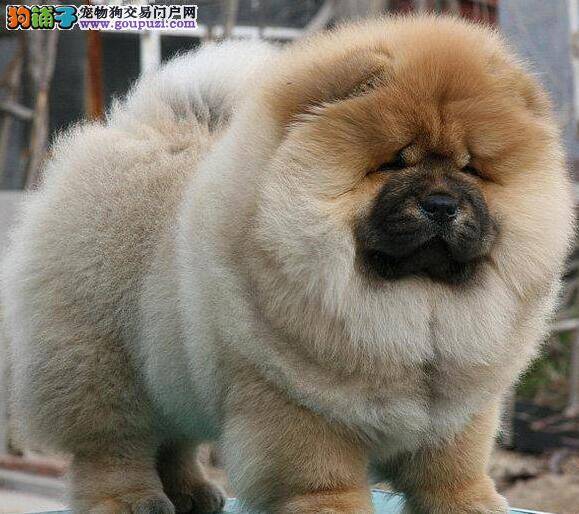 挑选松狮犬：它体型胖乎乎的，有不符合外貌的睿智