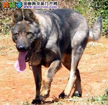 哪些因素会导致昆明犬的体型偏瘦