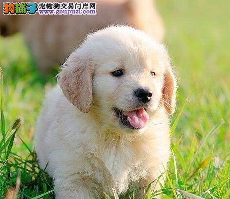 你了解金毛犬的购买指南吗