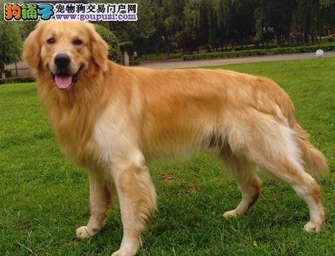 金毛犬瘫痪后容易患褥疮 预防狗狗褥疮的方法