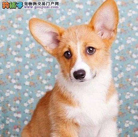 解读柯基犬的一些睡眠习惯