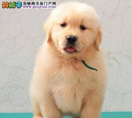 金毛犬干咳不吃狗粮是什么问题