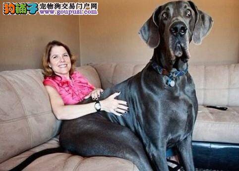 世界上最高的狗：身高1.092米