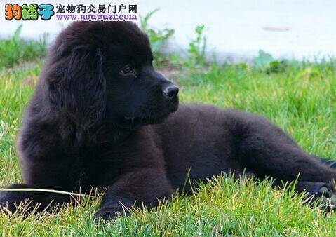 健康不可忽视 饲养老年纽芬兰犬的注意事项有哪些