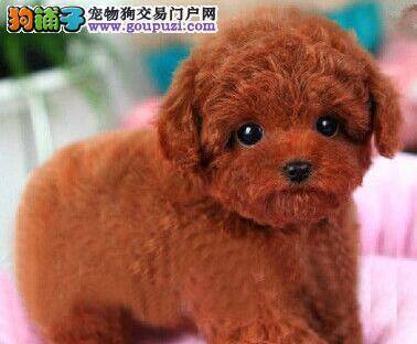 生病中的泰迪犬需要哪些养护