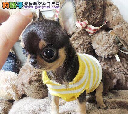 吉娃娃身上有很多皮屑是什么病