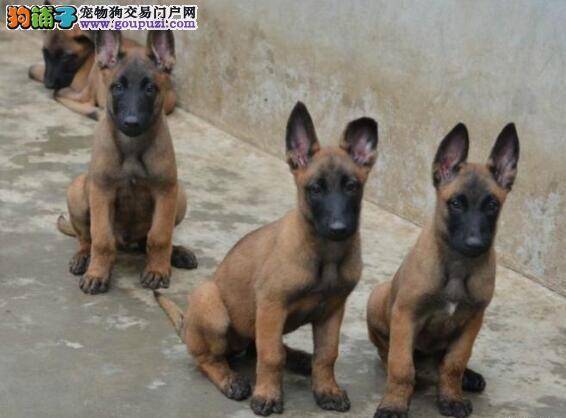 疾病诊断 判断马犬是否生病的几个小窍门