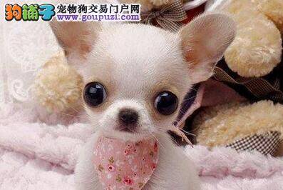 我家吉娃娃呕吐，拉稀便血应如何医治