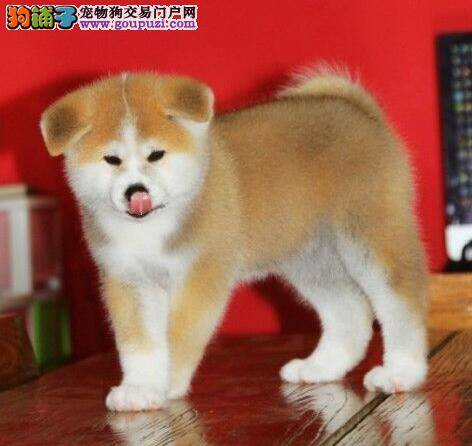 秋田犬最近随地大小便应如何训练