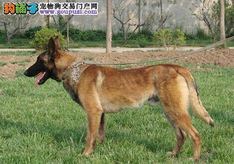 狗狗产前检查和准备 如何轻松应对即将分娩的马犬母犬