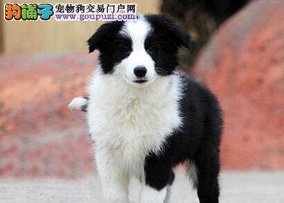 饮食喂养必读 如何照顾好边境牧羊犬