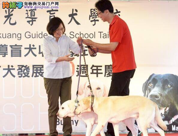 小英领养导盲犬 狗狗太活泼猛冲