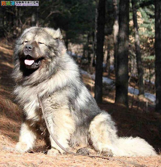高加索犬保健牙齿必做工作就是刷牙