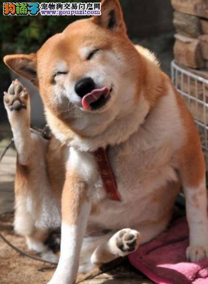 日本大型犬代表犬，秋田犬