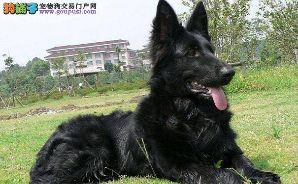 购买比利时牧羊犬需要看什么 挑选比牧的方法