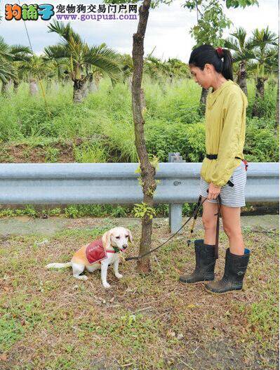 狗树医需有2大特质：嗅觉敏锐、对食物喜好度高