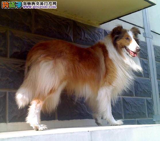 苏格兰牧羊犬耳朵血肿一直掉毛是怎么了