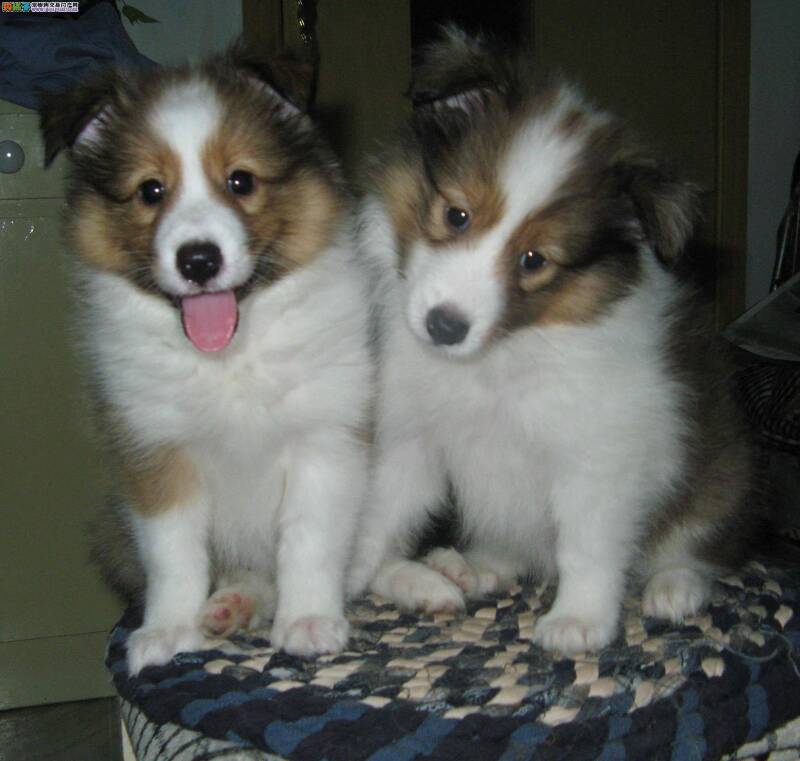 让喜乐蒂犬远离厌食的几点意见