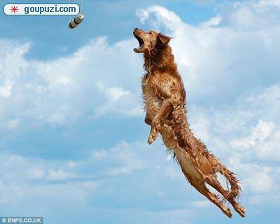 妙趣横生的小狗跳远比赛英国风靡起来
