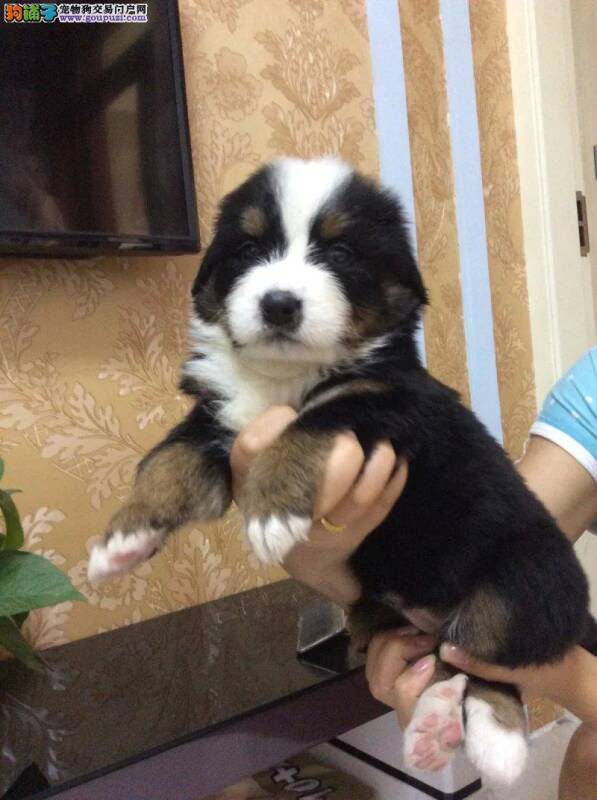 伯恩山犬后脚趾红肿有什么解决办法
