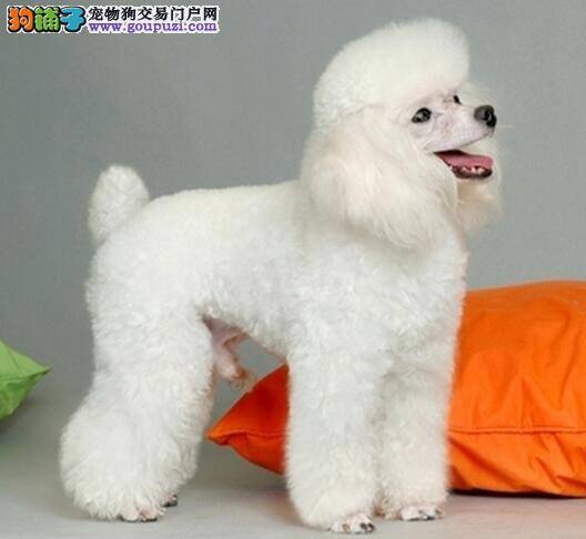 主人要定期给贵宾犬清洁耳朵