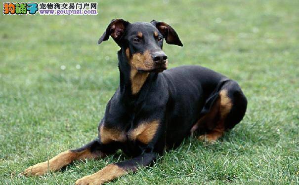 杜宾犬凶吗 杜宾犬适合什么人饲养