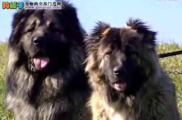 高加索犬的价格高低是由什么因素决定的