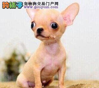 怎样让吉娃娃”动“起来