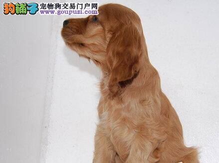 想要买到健康而优秀的可卡犬该怎么做