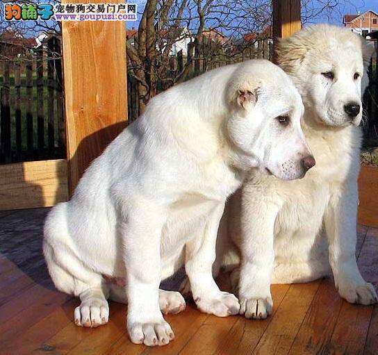 中亚大草原最雄伟的獒犬，中亚牧羊犬