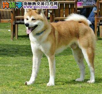 秋田犬吃剩饭剩菜的严重后果