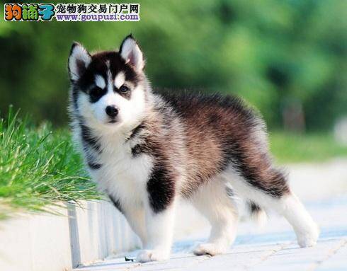 西伯利亚雪橇犬的产后照顾护理方法