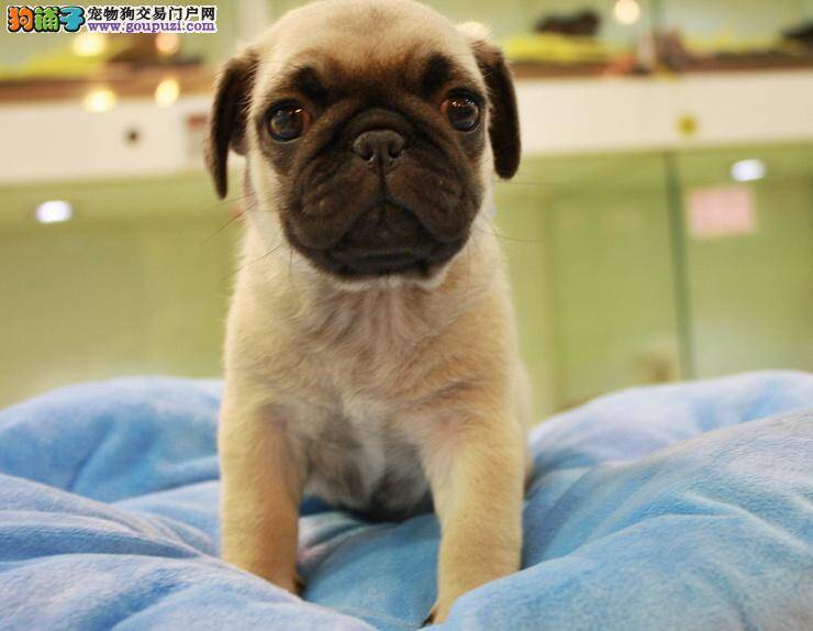 巴哥犬口吐白沫应吃什么药物，求帮助