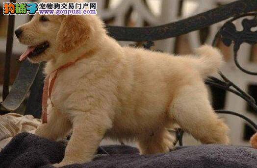 金毛犬呕吐白沫带血丝如何治疗