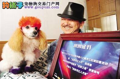 贵宾犬“明星”本领高 曾获《出彩之星》荣誉奖