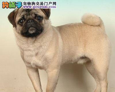 三岁的巴哥犬为什么还喜欢咬东西