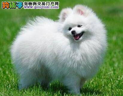 我们的目标是没有蛀牙 怎样防治博美犬蛀牙