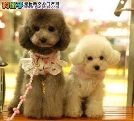 理想贵宾犬的七个简单判断方法