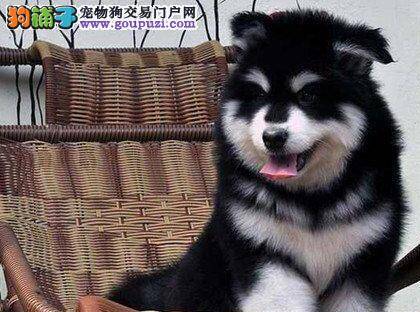 阿拉斯加犬的毛发不太好什么时候可以剃毛 如何美毛