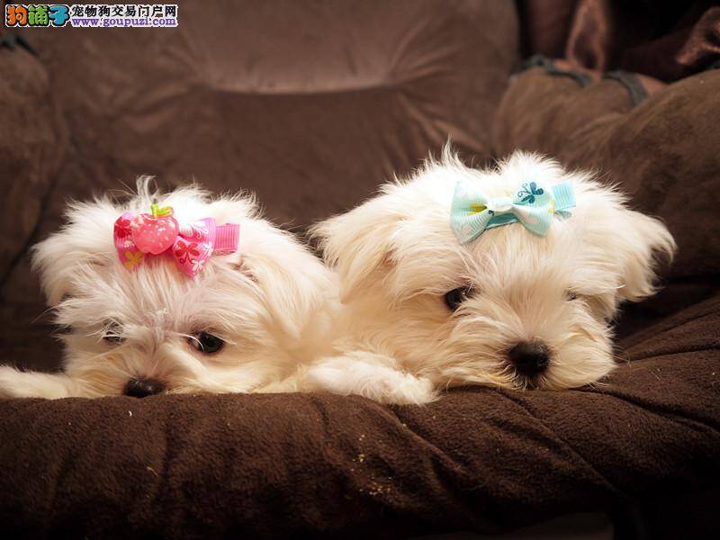 马尔济斯犬最近腿总抽筋，发抖是为什么